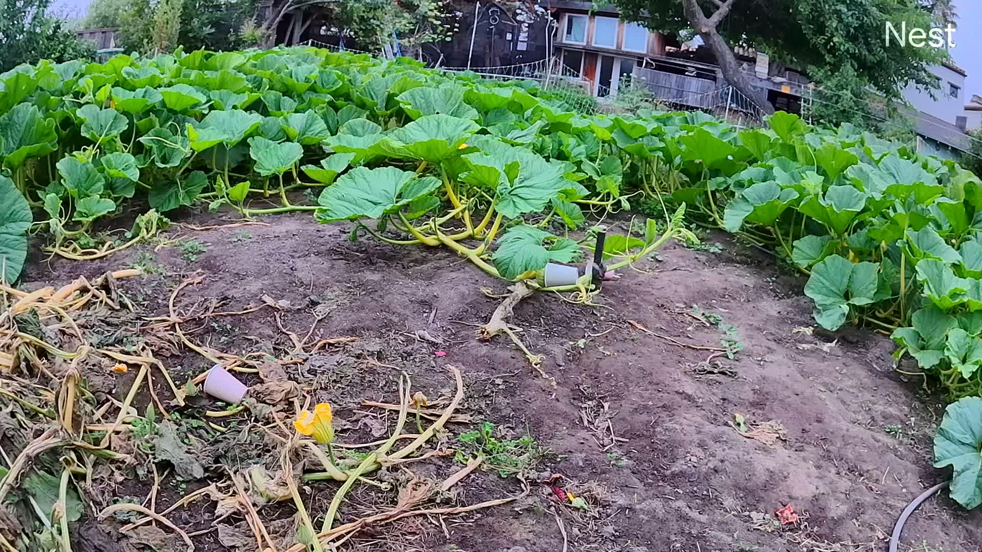 Forrest Pumpkin Patch live view