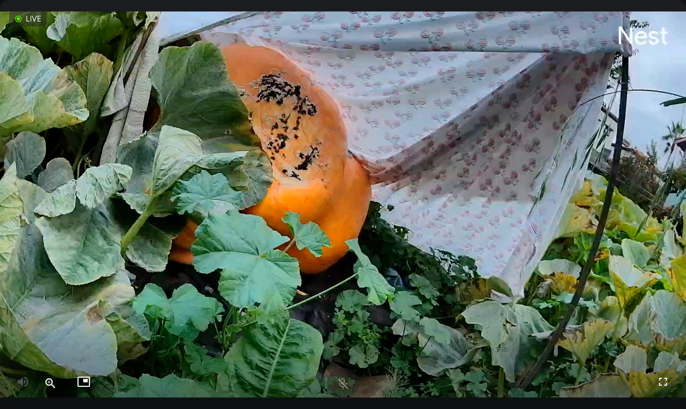 Forrest Pumpkin Patch latest